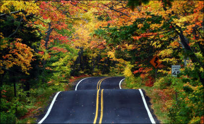 Tree Lined Road